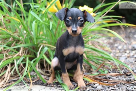 Jackie: Miniature Pinscher puppy for sale near Columbus, Ohio. | 4eaf91e7-0671