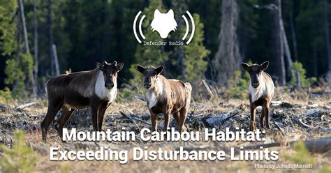 Mountain Caribou Habitat: Exceeding Disturbance Limits - The Fur-Bearers