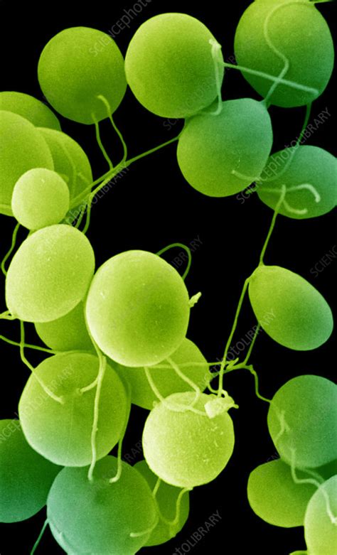 Chlamydomonas a unicellular Green Algae - Stock Image - C005/2022 - Science Photo Library