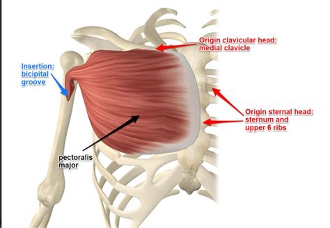 Anatomy Human - Pectoralis Major Insertion. The two...