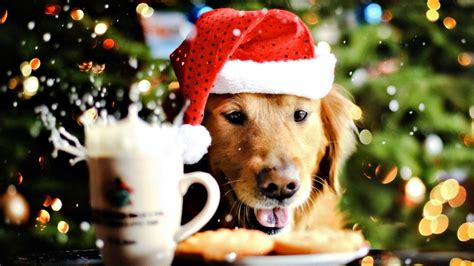 Christmas Animals Wallpapers - Wallpaper Cave