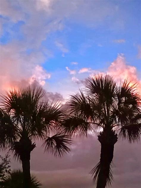 Trees on fire by sunset. Photo by Norine Mungo | Sunset, Clouds, Photo