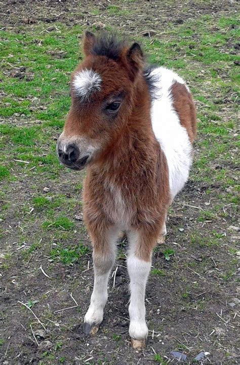 Shetland Pony Breed Information, History, Videos, Baby, Pictures