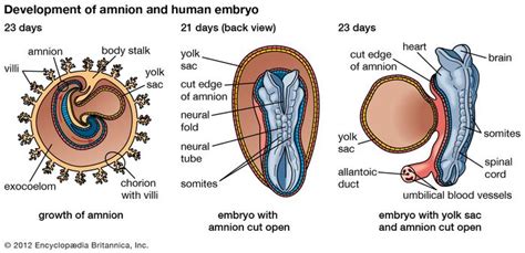 Yolk sac | biology | Britannica