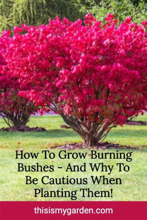 Burning bush the proper way to prune – Artofit