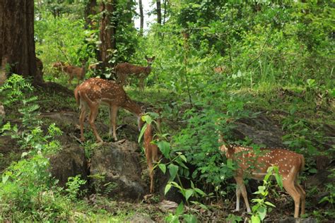 Wayanad Wildlife Sanctuary | Raxa Collective