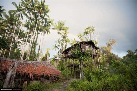 About Korowai tribe tree houses in Papua New Guinea and Indonesia, traditions, map and location ...