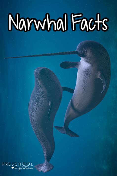 Narwhal Fun Facts for Kids - Preschool Inspirations