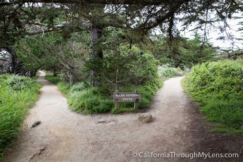 Cypress Grove Trail & Allen Memorial Grove in Point Lobos - California Through My Lens