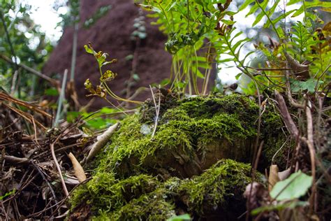 Banana Slugs Traverse Our Forests - Overleaf Lodge & Spa