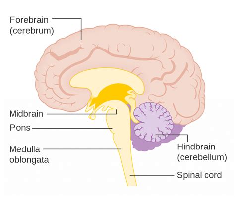 Parts Of The Brain And Their Functions Psychology