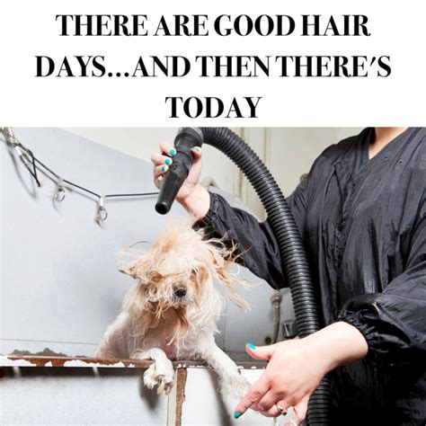 8 funny memes that will make every pet groomer smile