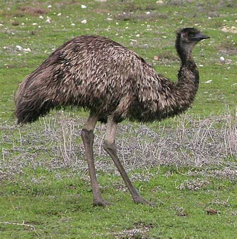 Burung Emu Australia - Jenis Burung