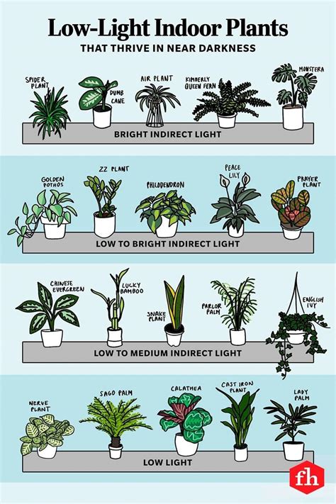 Low-light indoor plants : r/coolguides