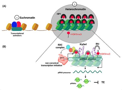 Schematic diagram illustrating euchromatin and heterochromatin... | Download Scientific Diagram