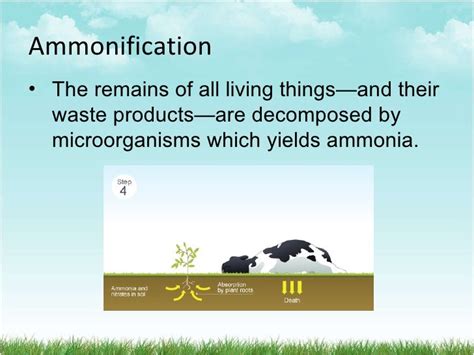 Nitrogen cycle