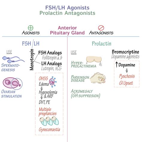 Clinical Pharmacology Glossary: FSH/LH Agonists & Prolactin Antagonists | ditki medical ...