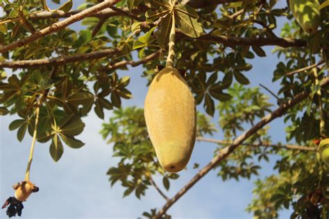 Baobab Fruit