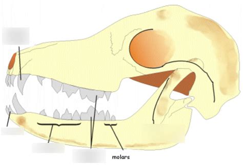 Carnivore Teeth Diagram Clipart