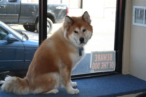 Chusky dog breed personality, temperament and pictures