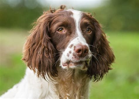 Best Springer Spaniel Haircut Ideas! (2024) - We Love Doodles