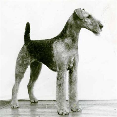 Airedale Terrier Cuanto Cuestan