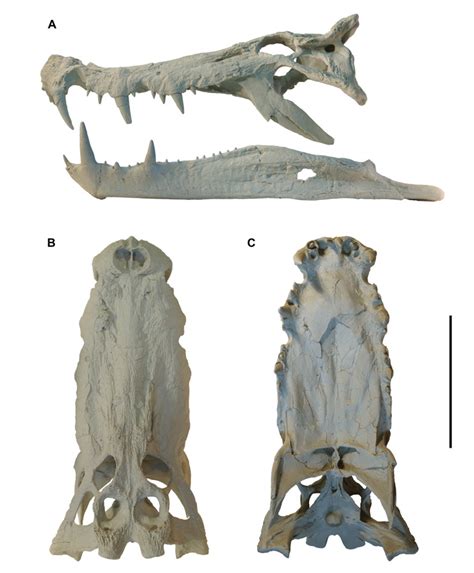 Discoveries | Paul Sereno - Paleontologist | The University of Chicago