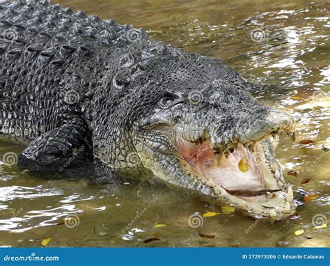 Giant Lolong Crocodile in Davao, Mindanao, Philippines Stock Photo - Image of brown, crocodile ...