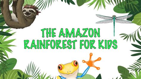 Amazon Rainforest Butterfly Facts