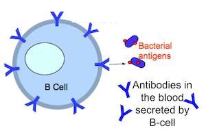 Lymphocytes Cell Diagram