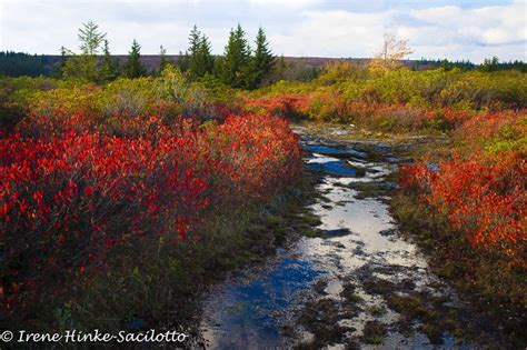 West Virginia Fall Foliage Photo Tour - Osprey Photo Workshops and Tours