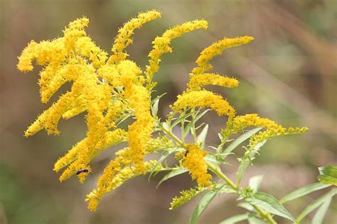 Goldenrod - characteristics, cultivation, care and use - live-native.com