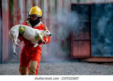 465 Firefighter Dog Rescue Images, Stock Photos & Vectors | Shutterstock