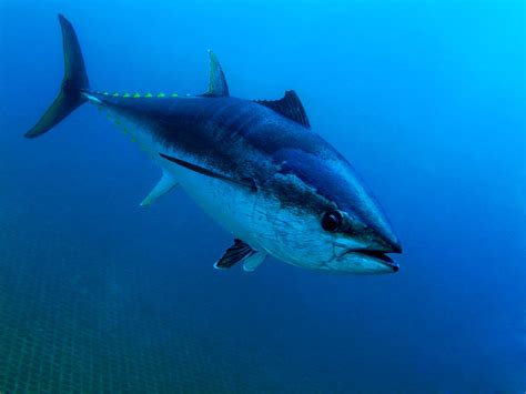 Are Bluefin Tuna Endangered? Conservation Status and Outlook