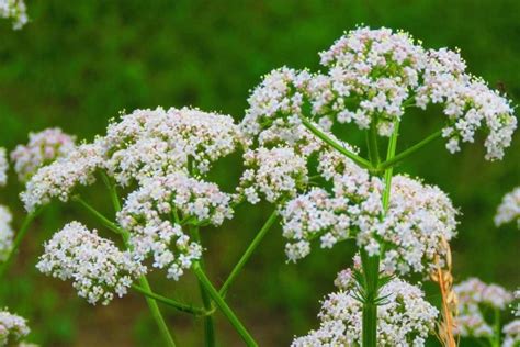 How to Grow Your Own Anise Plants at Home | luv2garden.com