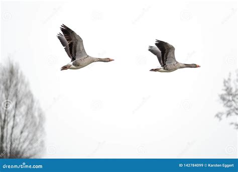 Flying Grey Geese in Spring Stock Image - Image of background, anser ...