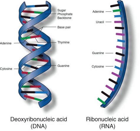 Nucleic acids - Essentially theinstructions