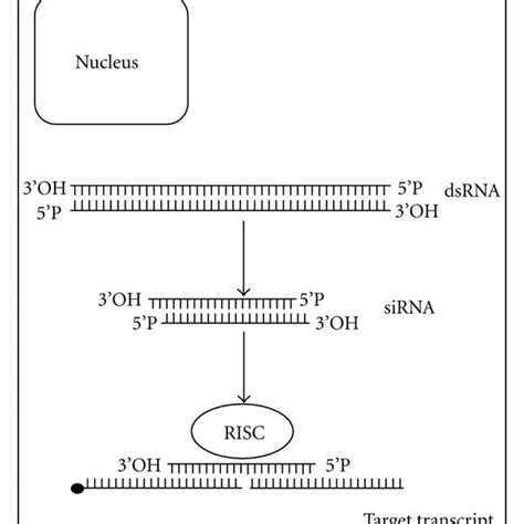 Diagram depicting the molecular mechanism of gene silencing by RNAi.... | Download Scientific ...