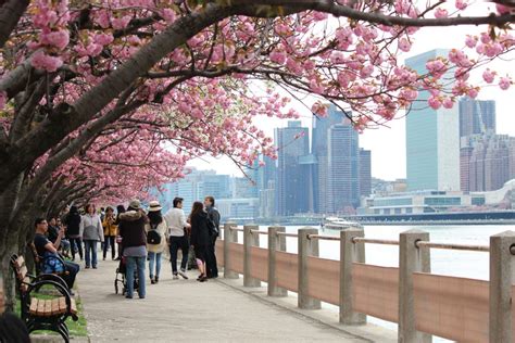 12 best spots to see cherry blossoms in New York City | 6sqft