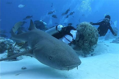 Nurse Shark and Divers - Maldives Scuba Diving in 2021 | Scuba diving ...