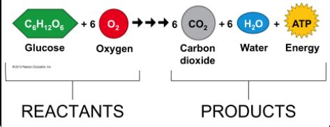 Cellular Respiration Diagram | Quizlet