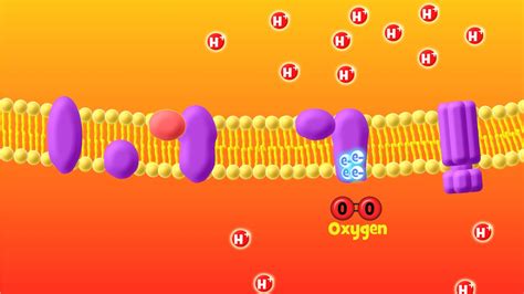 Electron Transport Chain - astonishingceiyrs