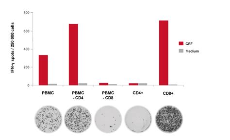 ELISpot of IFN-γ cytokine secretion by purified PBMC.