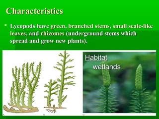 Phylum Lycophyta Examples