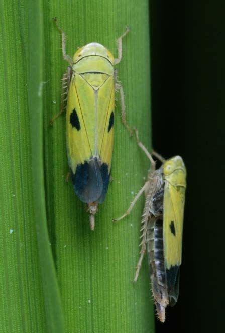 factsheet-green-leafhopper-1 Rice Plant, Leafhopper, Green Rice, Pest ...