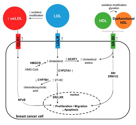 What Causes Lipoprotein A To Be High