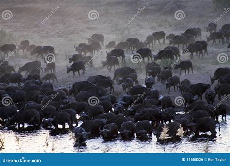 HERD of AFRICAN BUFFALO (CAPE BUFFALO) Stock Photo - Image of ...