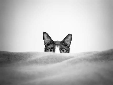 ITAP of my cat peeking#PHOTO #CAPTURE #NATURE #INCREDIBLE | Unique photography, Photography ...