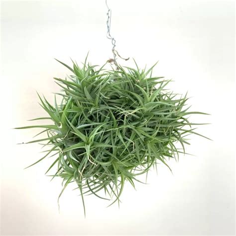 Tillandsia Aeranthos Air Plant: Terrarium Care Guide - Terrarium Creations