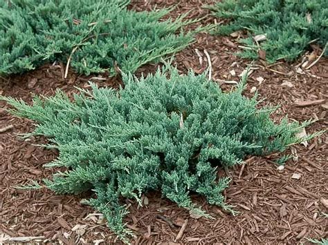 Types of juniper shrubs – Artofit